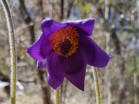 Anémone fleur - naturopathie